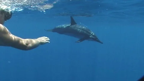 Mauimarinelife54 Video stock 106423599