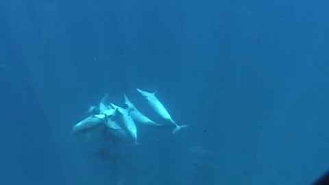 Mauimarinelife55 Stock Footage 106423583