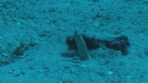 Mauimarinelife56 Stock Footage 106423608
