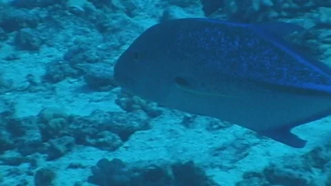 Mauimarinelife57 Video stock 106423637