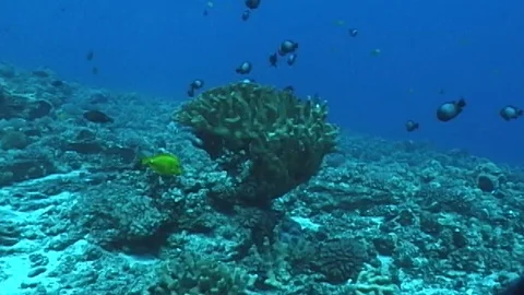 Mauimarinelife58 Stock Footage 106423606