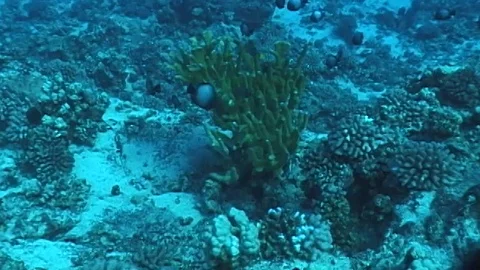 Mauimarinelife59 Stock Footage 106423609