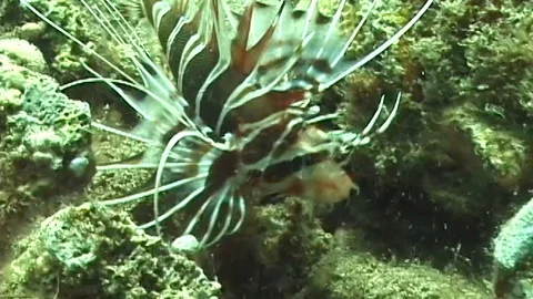 Mauimarinelife6 Stock Footage 106423355