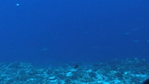 Mauimarinelife60 Stock Footage 106423620