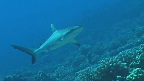 Mauimarinelife61 Stock Footage 106423617