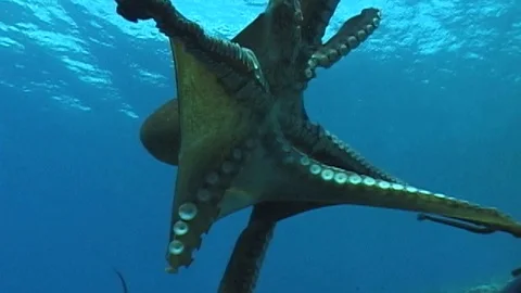 Mauimarinelife62 Video stock 106423619
