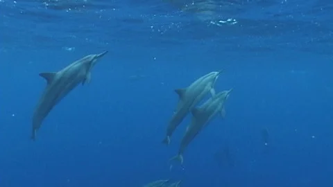 Mauimarinelife63 Stock Footage 106423625