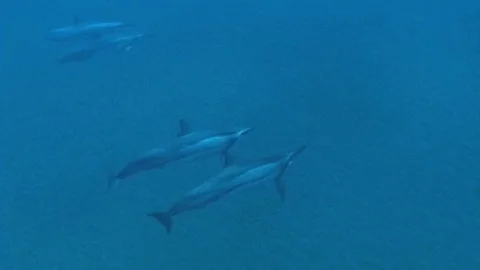 Mauimarinelife64 Stock Footage 106423643