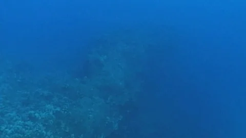 Mauimarinelife67 Stock Footage 106423668