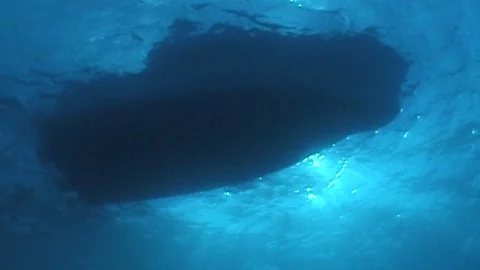 Mauimarinelife68 Stock Footage 106423654