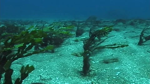 Mauimarinelife7 Stock Footage 106423427