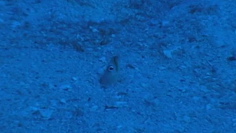 Mauimarinelife70 Stock Footage 106424376