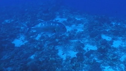 Mauimarinelife71 Video stock 106423677