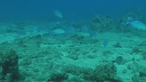 Mauimarinelife72 Stock Footage 106423688