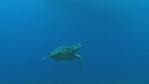 Mauimarinelife73 Stock Footage 106423673