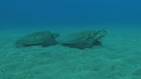 Mauimarinelife74 Stock Footage 106423692
