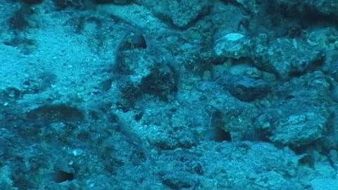 Mauimarinelife76 Stock Footage 106423702