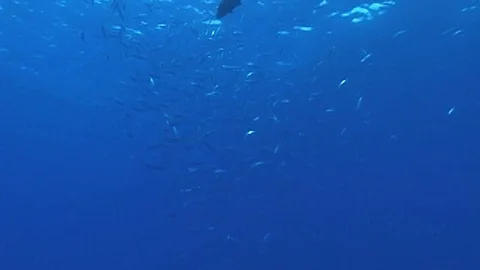Mauimarinelife77 Video stock 106423699