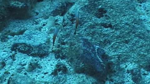 Mauimarinelife78 Stock Footage 106423700