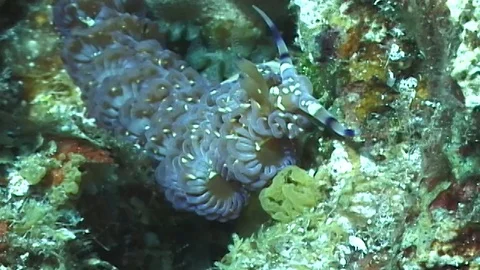 Mauimarinelife79 Stock Footage 106423710