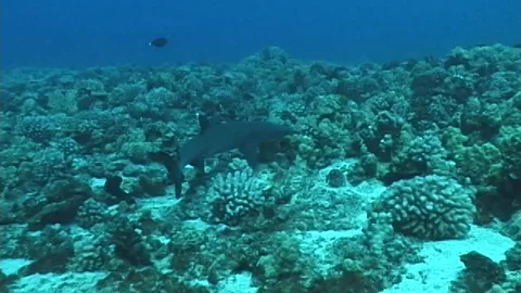Mauimarinelife8 Stock Footage 106423374