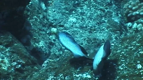 Mauimarinelife80 Video stock 106423715