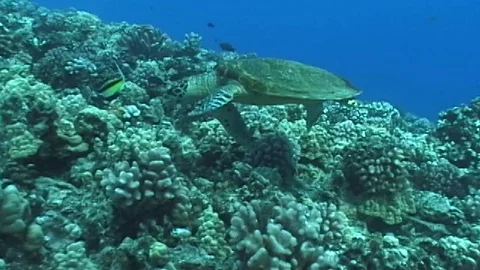 Mauimarinelife81 Stock Footage 106423717