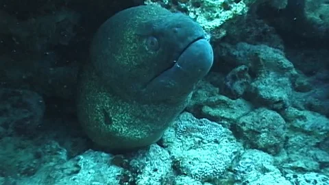 Mauimarinelife82 Video stock 106423719