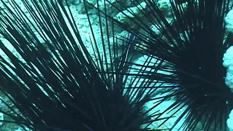 Mauimarinelife83 Stock Footage 106423718