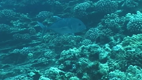 Mauimarinelife85 Stock Footage 106423744