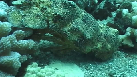 Mauimarinelife86 Stock Footage 106423735