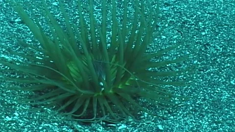 Mauimarinelife87 Stock Footage 106423748