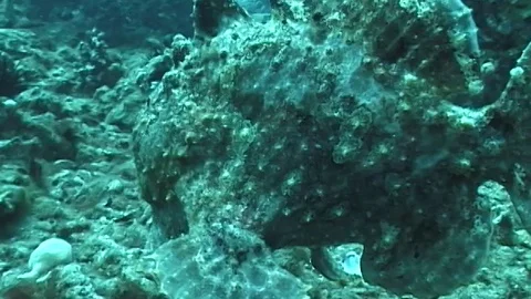 Mauimarinelife88 Stock Footage 106423745