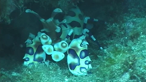 Mauimarinelife9 Stock Footage 106423394