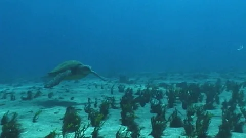 Mauimarinelife91 Stock Footage 106423771