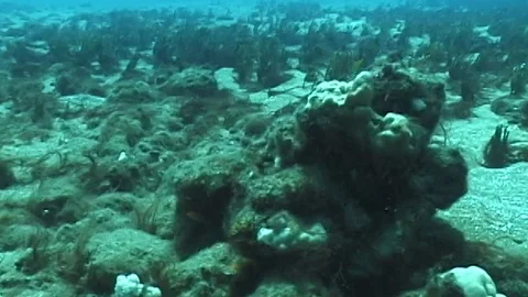 Mauimarinelife94 Stock Footage 106423777