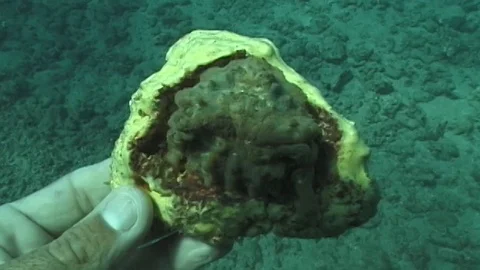 Mauimarinelife95 Stock Footage 106423801
