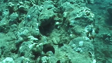 Mauimarinelife96 Stock Footage 106423812