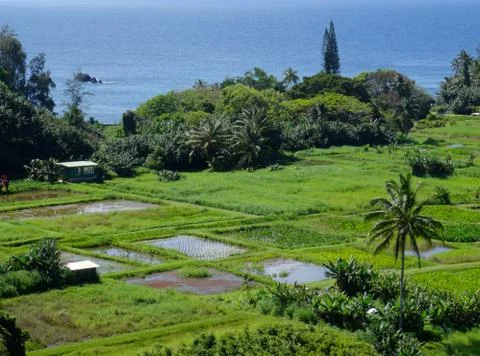 Maui's farm fields Stock Photos