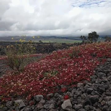 Mauna kea Stock Photos