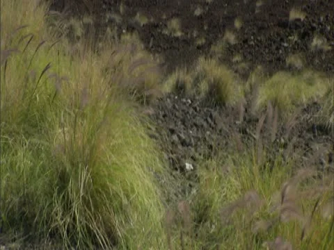 Mauna Kea with Snow Stock-Footage 22244756