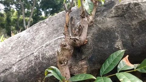 Mauni trees grow on large rocks Stock Footage 326403616