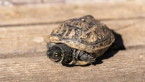 Mauremys reevesii turtle resting, showing detailed three-keeled shell texture Stock Photos