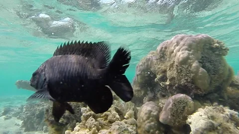 Mauritius curious black reef fish underwater. 스톡 동영상 140667748
