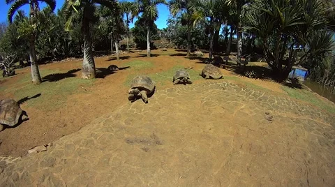 Mauritius Giant Tortoise 스톡 동영상 56317473