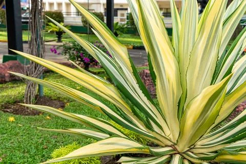 Mauritius hemp Foto stock