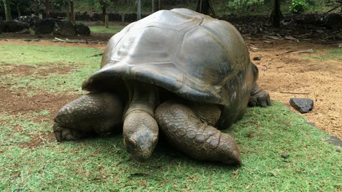 Mauritius Island turtle Stock Footage 165548987