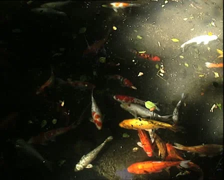 MAURITIUS pond with carp Video stock 14778559