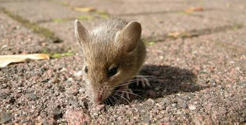  Maus mit Vertrauen 4 Maus mit Vertrauen 4 Copyright: xZoonar.com/Christia... Fotos Stock