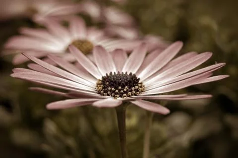 Mauve Daisy Stock Photos